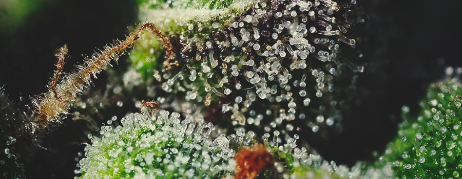 Los tricomas y terpenos son esenciales para el aroma del cannabis