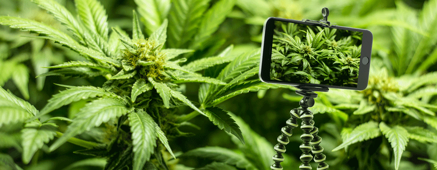 Trípode Para Fotografía De Cannabis
