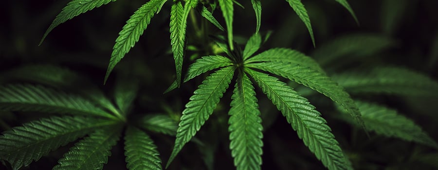 Período De Vegetación Cannabis