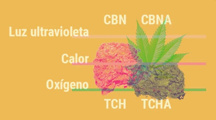 ¿Por qué la marihuana pierde potencia con el tiempo? ¿Por qué la marihuana pierde potencia con el tiempo?