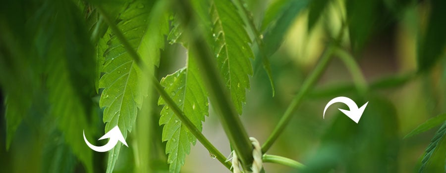 Cannabis Pulverización Foliar