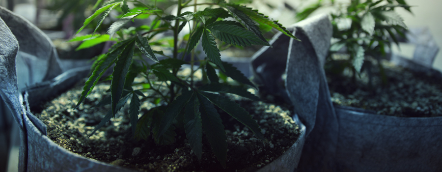 Cultivo de cannabis gatos y perros