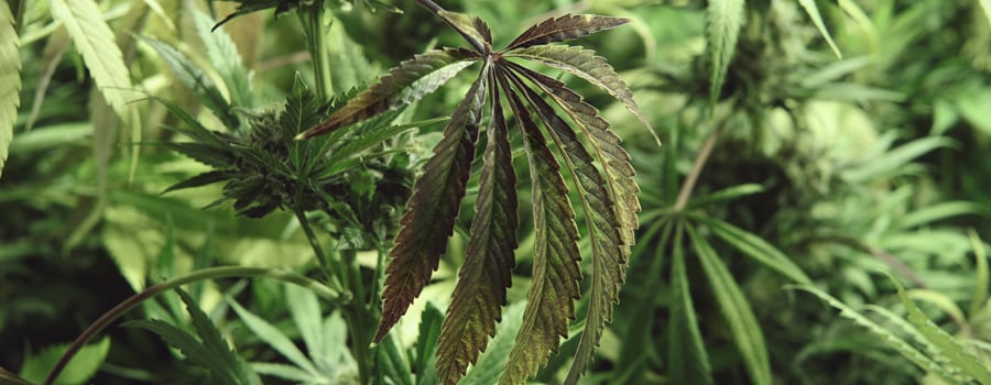 Molibdeno deficiency cannabis plantation