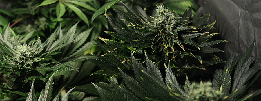 fertilizantes en exceso de cannabis