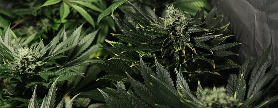 fertilizantes en exceso de cannabis fertilizantes en exceso de cannabis