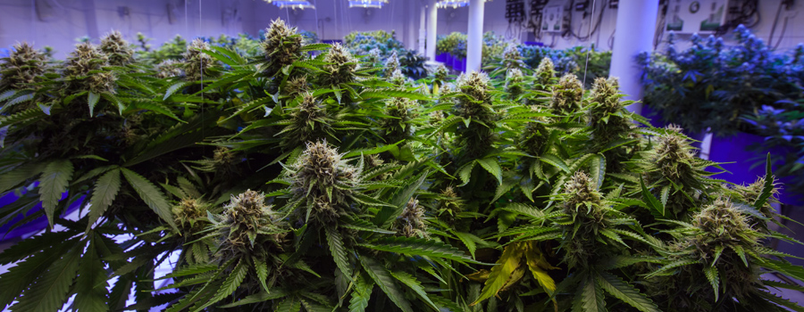 Industria del cannabis alemania