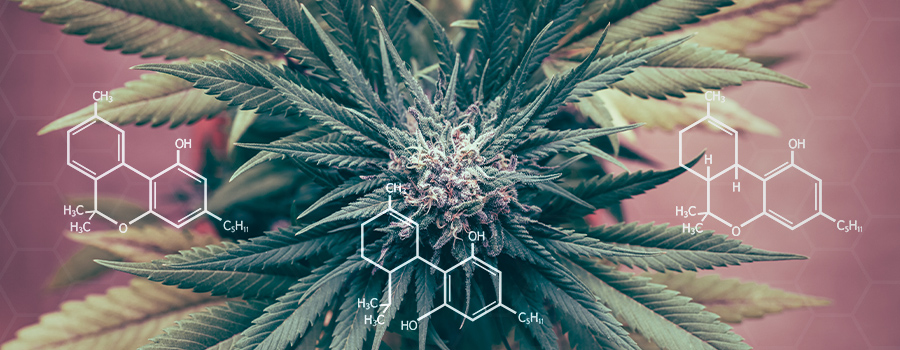 Regulación de Cannabinoides Inflamación Regulación de Cannabinoides Inflamación