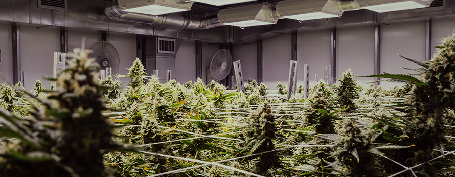 sistema inmunitario médico cannabis sistema inmunitario médico cannabis