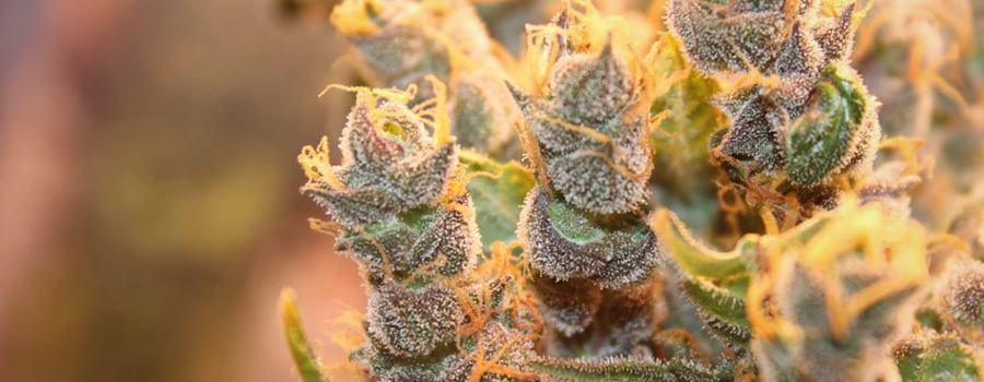 cannabis buds foxtailing due to heat or light stress cannabis buds foxtailing due to heat or light stress
