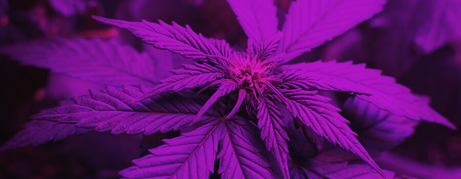 Espectro De Luz Al Cultivar Cannabis