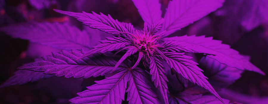 Espectro De Luz Al Cultivar Cannabis Espectro De Luz Al Cultivar Cannabis