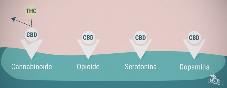 Receptores cannabinoides, opioides, de serotonina y de dopamina
