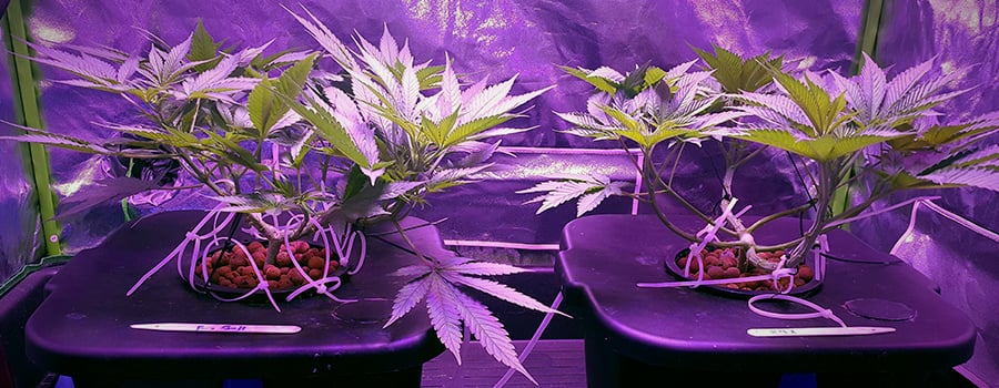 Medio de cultivo hidropónico Medio de cultivo hidropónico