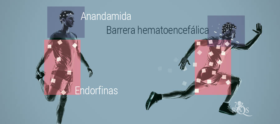La Relación Entre Anandamida Y Endorfinas