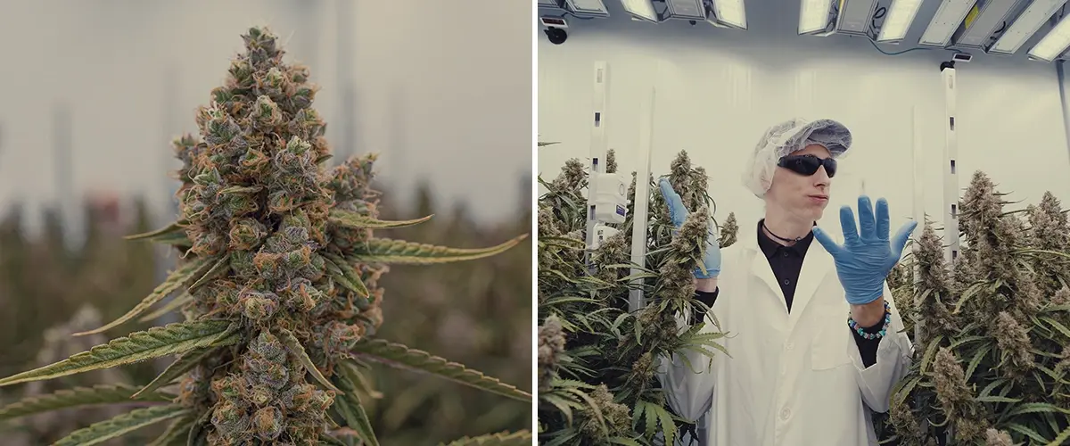 Espacio de Cultivo High-Tech de Cannabis CRIC Labs Guía Una ilustración de Simon y Max con batas blancas y redes para el cabello entrando en el espacio de cultivo high-tech impecable de CRIC Labs, con tuberías, válvulas y tanques, sobre un fondo verde brillante.