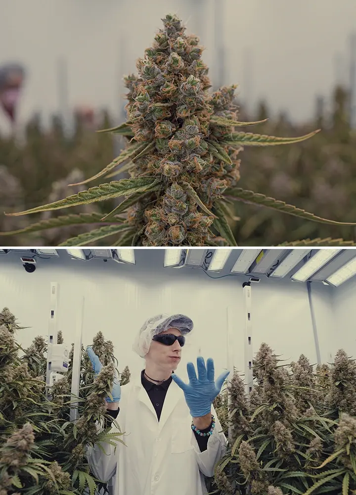 Espacio de Cultivo High-Tech de Cannabis CRIC Labs Guía Una ilustración de Simon y Max con batas blancas y redes para el cabello entrando en el espacio de cultivo high-tech impecable de CRIC Labs, con tuberías, válvulas y tanques, sobre un fondo verde brillante.