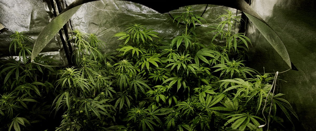 Cultivo indoor de cannabis en plena floración con la técnica PSIS (inyección de sucrosa en el tallo) para aumentar el peso seco de cogollos y el rendimiento total de cannabinoides