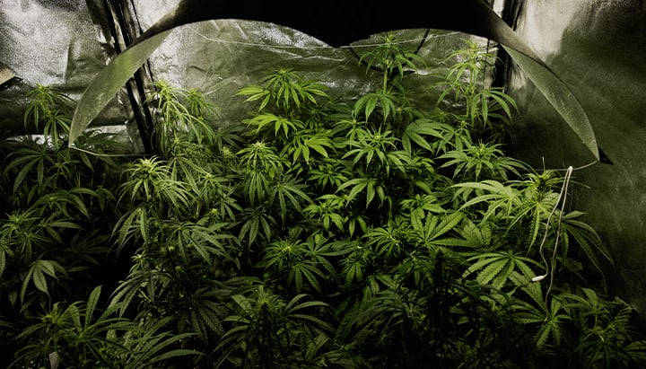 Cultivo indoor de cannabis en plena floración con la técnica PSIS (inyección de sucrosa en el tallo) para aumentar el peso seco de cogollos y el rendimiento total de cannabinoides