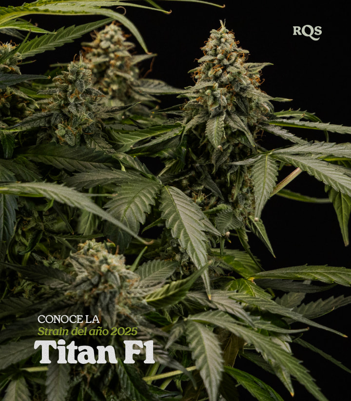 Titan F1 – Strain of the Year 2025 | Híbrido de cannabis de alto rendimiento de RQS Planta de cannabis Titan F1 con cogollos densos cubiertos de resina, variedad híbrida premiada Strain of the Year 2025 por RQS