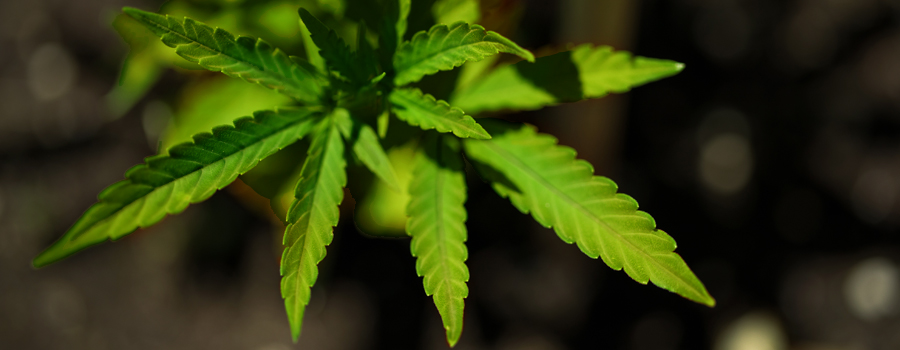 Iron deficiency cannabis cultivation