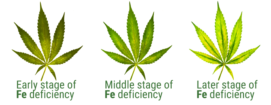 Hierro deficiency leaf stage