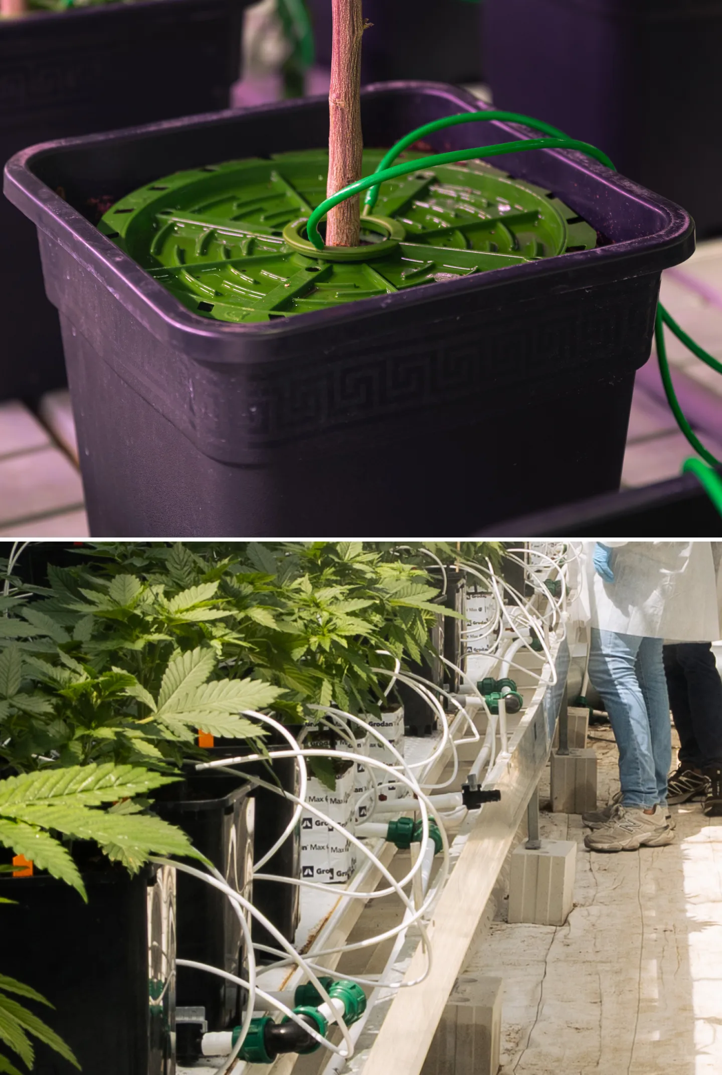 Sistema de riego para crop steering de cannabis Primer plano de sistemas de riego de cannabis en un ensayo controlado de crop steering, mostrando líneas de goteo, macetas de cultivo, bloques de lana de roca, válvulas de riego y plantas verdes sanas.