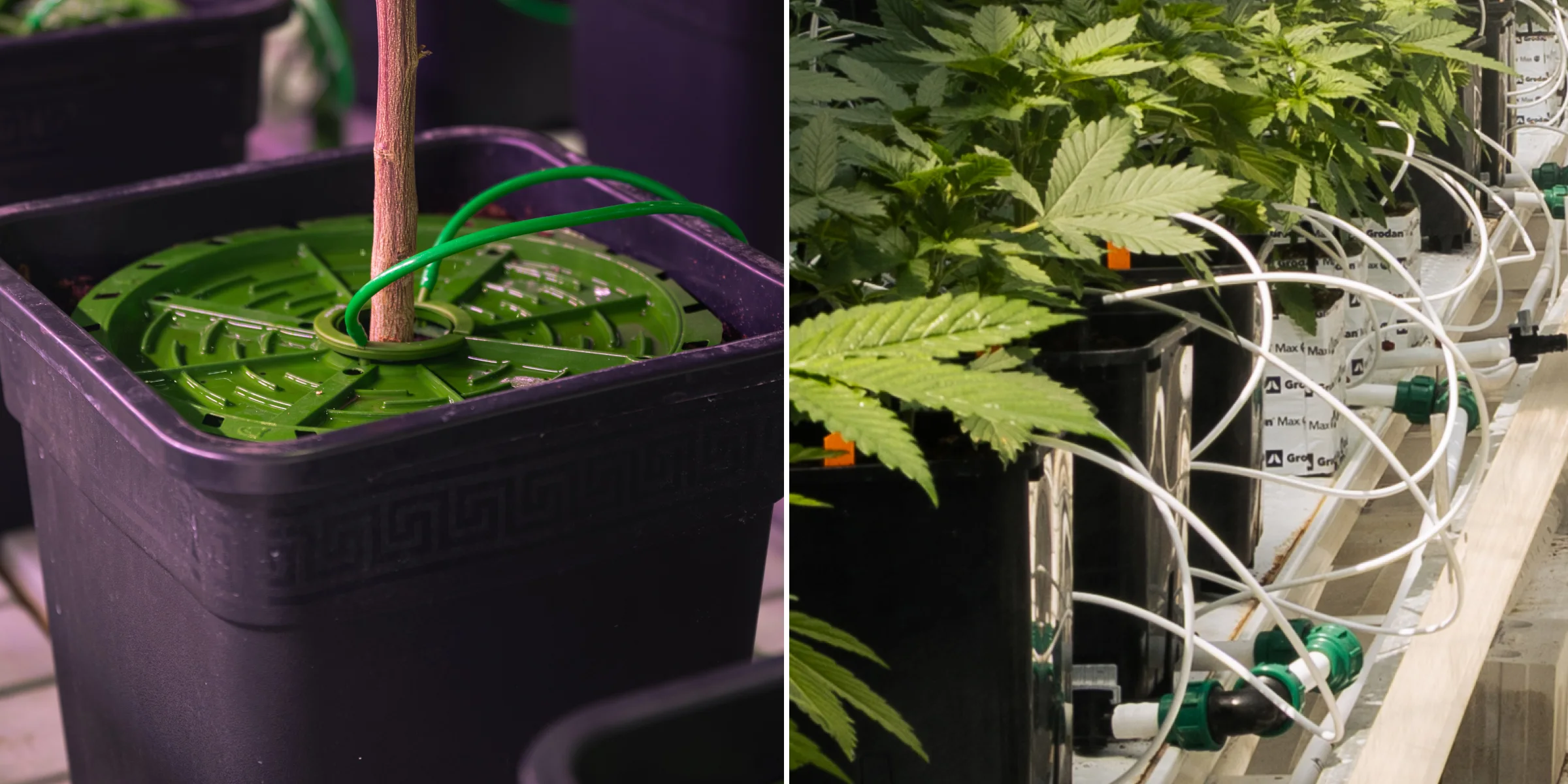 Sistema de riego para crop steering de cannabis Primer plano de sistemas de riego de cannabis en un ensayo controlado de crop steering, mostrando líneas de goteo, macetas de cultivo, bloques de lana de roca, válvulas de riego y plantas verdes sanas.