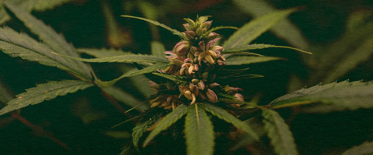 El Polen Solo lo Producen Plantas Macho: Imagen de Sacos de Polen Primer plano de una planta de cannabis macho con sacos de polen, mostrando la producción de polen en cannabis en un fondo verde oscuro, ideal para guías de biología del cannabis.