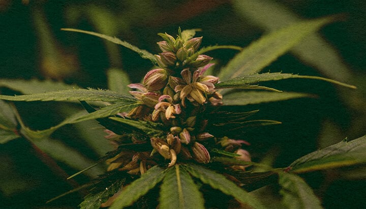 El Polen Solo lo Producen Plantas Macho: Imagen de Sacos de Polen Primer plano de una planta de cannabis macho con sacos de polen, mostrando la producción de polen en cannabis en un fondo verde oscuro, ideal para guías de biología del cannabis.
