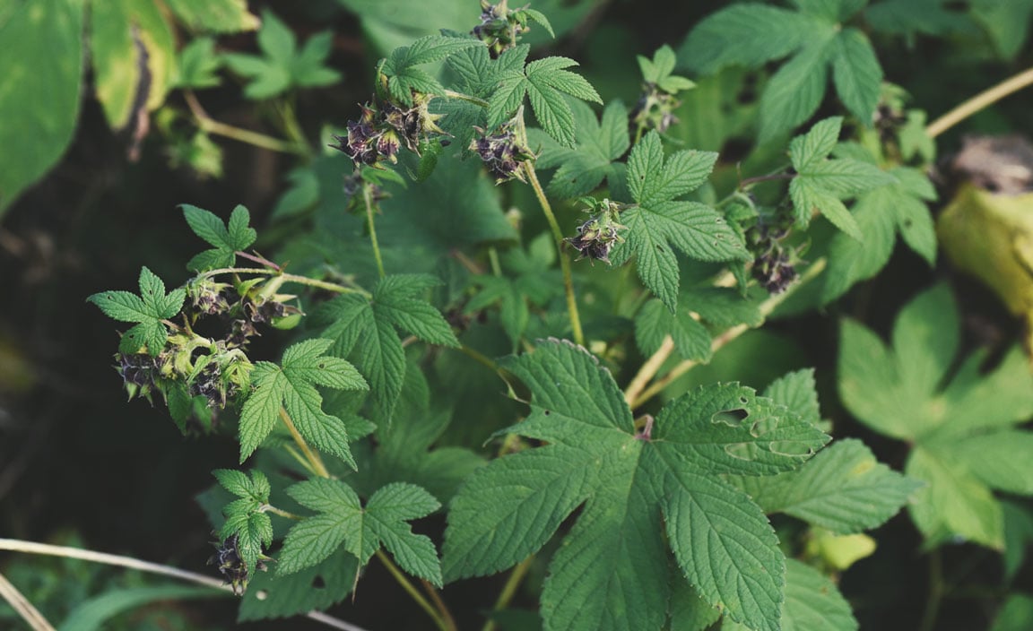 Lúpulo japonés (Humulus japonicus)