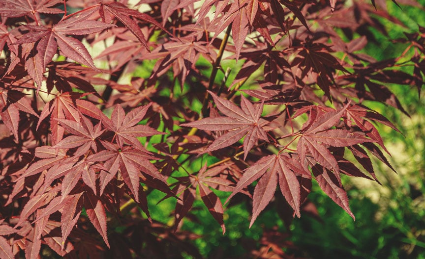 Arce japonés (Acer palmatum)