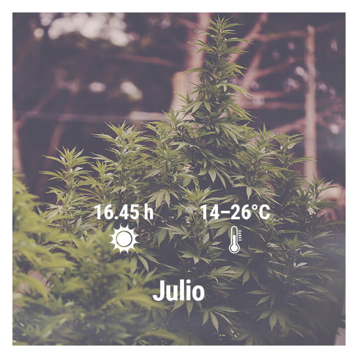 Cómo cultivar cannabis en exterior en Alemania, Julio