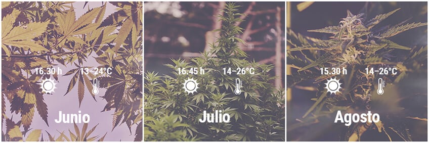 Cómo cultivar cannabis en exterior en Alemania, Junio
