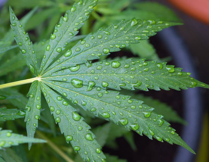 Agua mineral crecimiento cultivo cannabis calcio