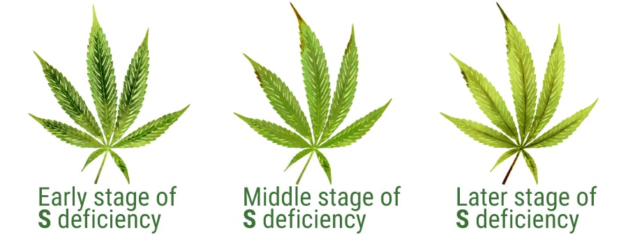 sulphur deficiency cannabis leaves