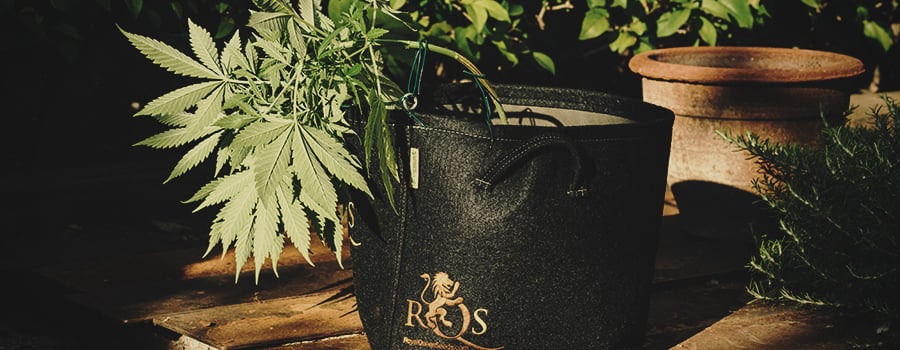 Royal Queen Seeds Container For Low Stress Training Technique in Cannabis Cultivation