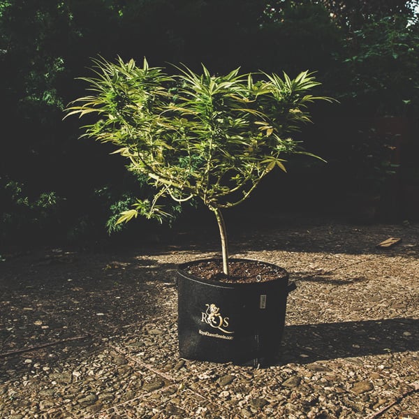 Cómo cultivar la mejor marihuana en un balcón o terraza