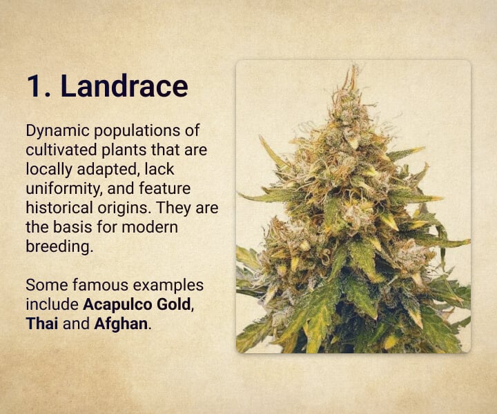 Landrace