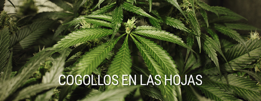 Cogollos En Las Hojas Cannabis Mutación Cogollos En Las Hojas Cannabis Mutación