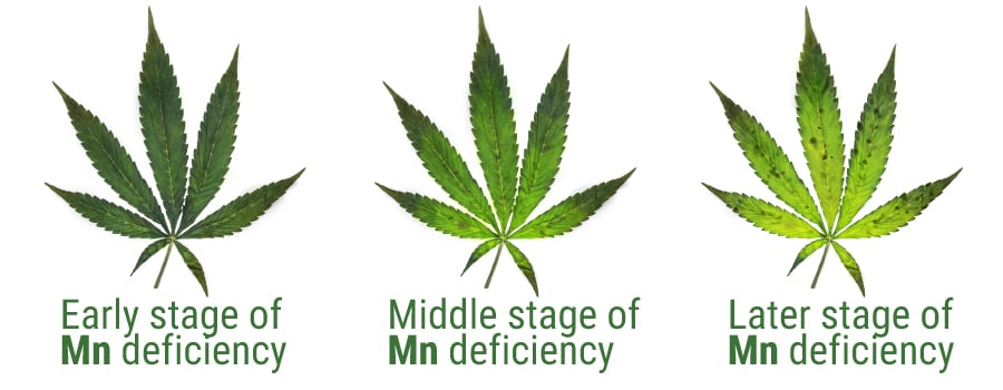 Manganeso deficiency table graphic