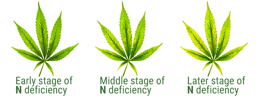 Nitrógeno deficiency table leaf