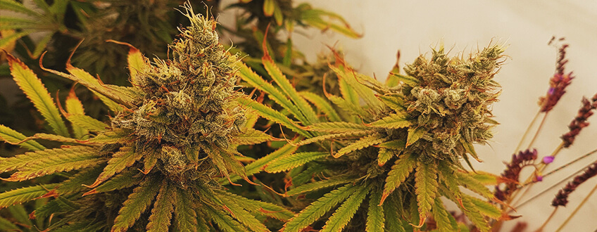 Lemon Shining Silver Haze Lemon Shining Silver Haze