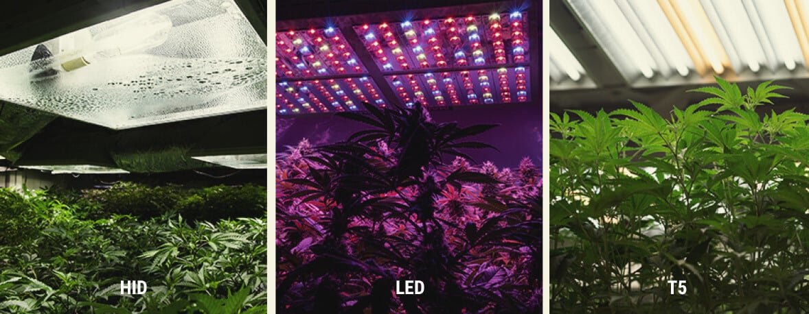 Cómo proporcionar luz ultravioleta a las plantas de marihuana de interior