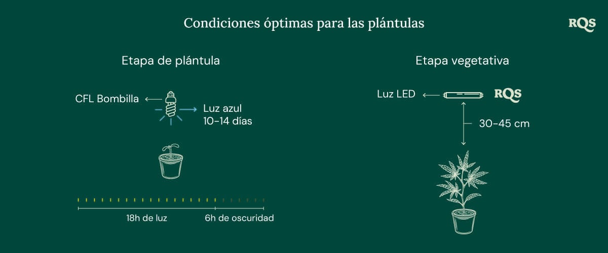 Light Conditions for cannabis seedling