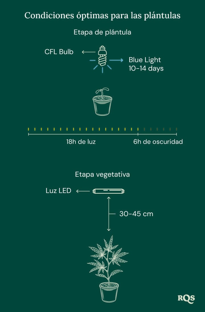 Light Conditions for cannabis seedling