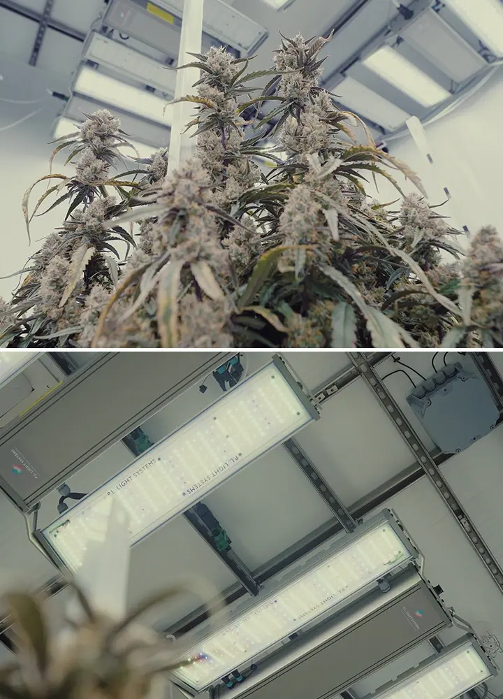 Una ilustración de una sala de cultivo brillante de CRIC Labs con híbridos F1 de cannabis, con iluminación PPFD de 1000 μmol, sensores para humedad y temperatura, y fertirrigación con medio de cultivo inerte, sobre un fondo verde. Guía de Iluminación y Control de Cannabis CRIC Labs