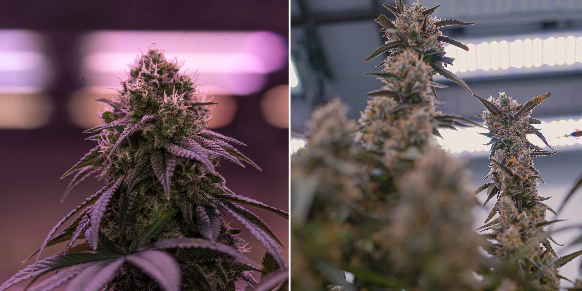 Primer plano de flores de cannabis maduras bajo luces de cultivo interior intensas, mostrando colas resinosas, pistilos naranjas, tricomas escarchados e iluminación controlada usada para crop steering.