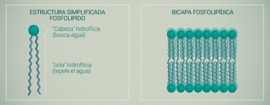 Fosfolípido y Liposomas