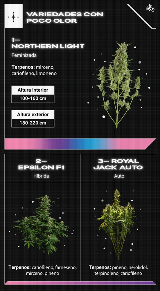 Top RQS Low Smell Strains