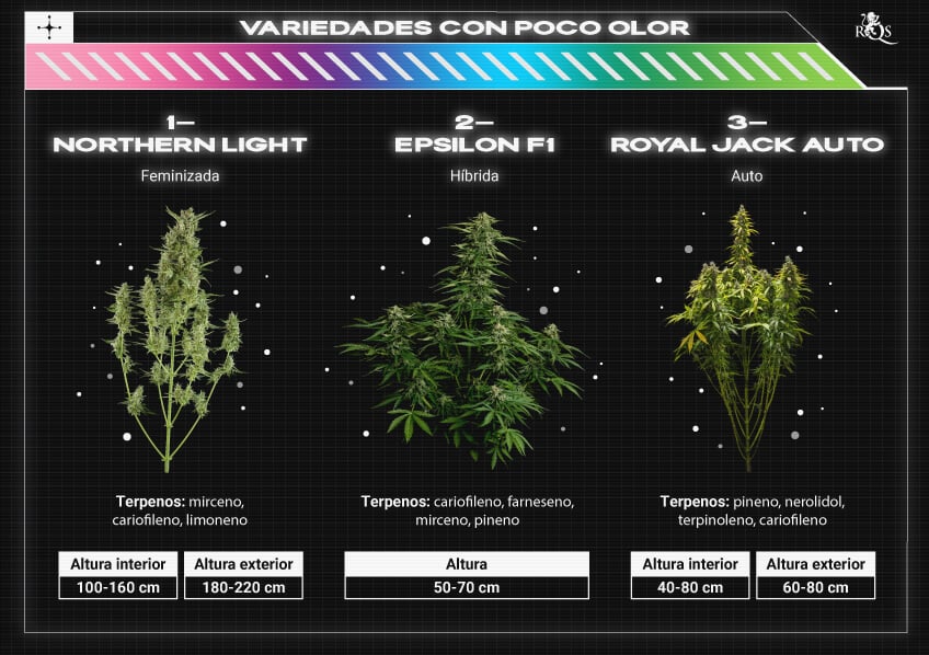 Top RQS Low Smell Strains